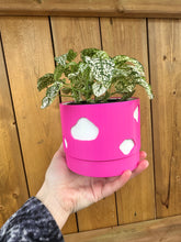 Load image into Gallery viewer, Cow Print Planter with Drip Tray