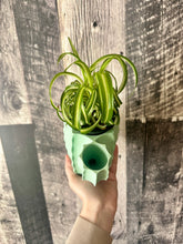 Load image into Gallery viewer, Sage Green Tall Cactus Plant Pot